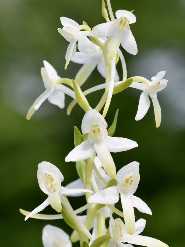 1 Platanthera bifolia.jpg