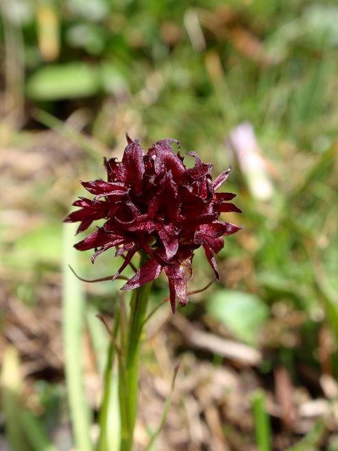 Nigritella austriaca b.jpg