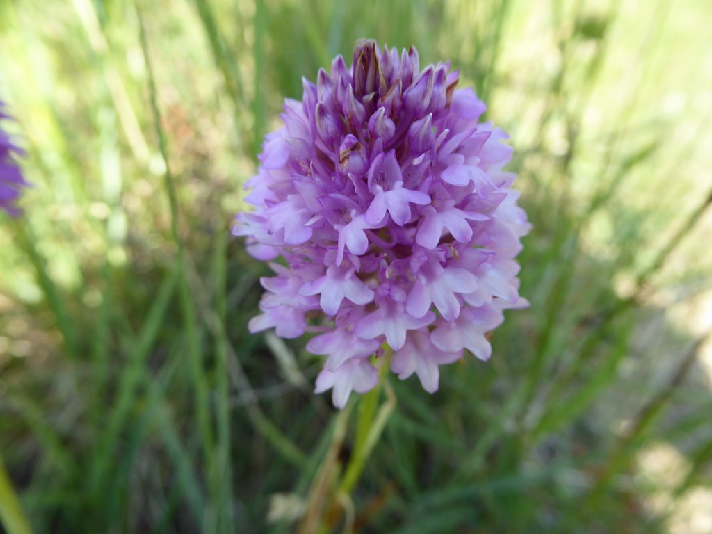 Anacamtis pyramidalis biancoviola San Leo 2015 (2).JPG