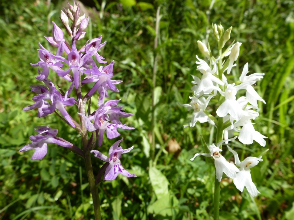 Dattiloriza maculata albiflora (dactyloriza maculata alba) Val di Non 2013 (5).JPG