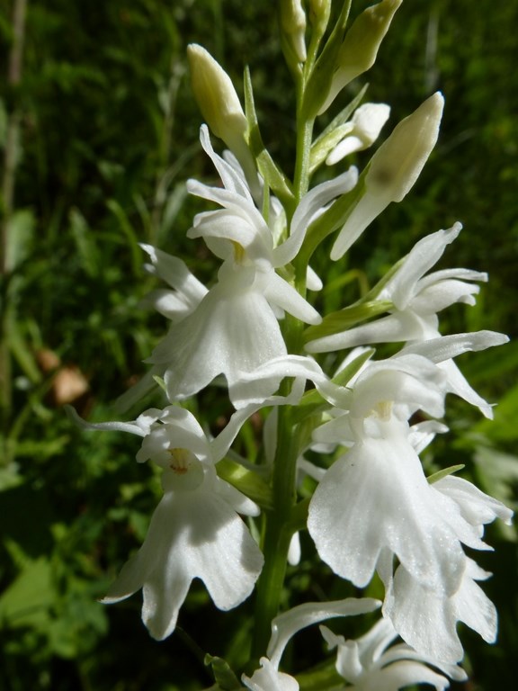 Dattiloriza maculata albiflora (dactyloriza maculata alba) Val di Non 2013 (2).JPG