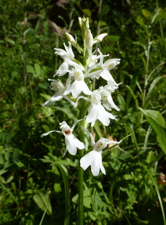 Dattiloriza maculata albiflora (dactyloriza maculata alba) Val di Non 2013 (1).JPG