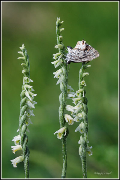 Spiranthes-spiralis-2.jpg