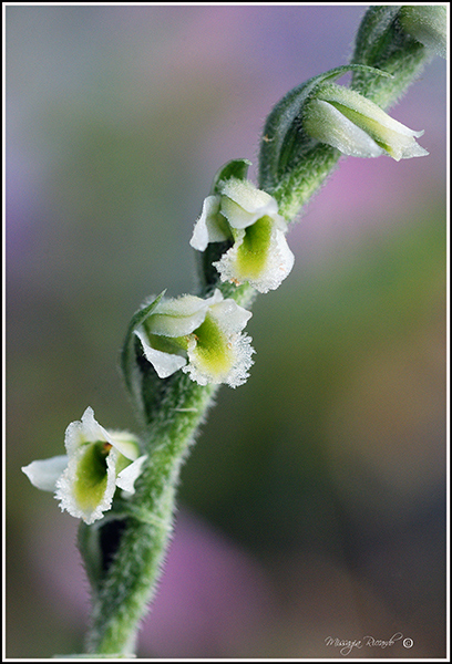 Spiranthes-spiralis.jpg