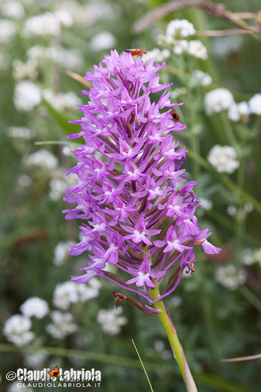 Anacamptis_pyramidalis_Labriola_Monteverde_7047.jpg