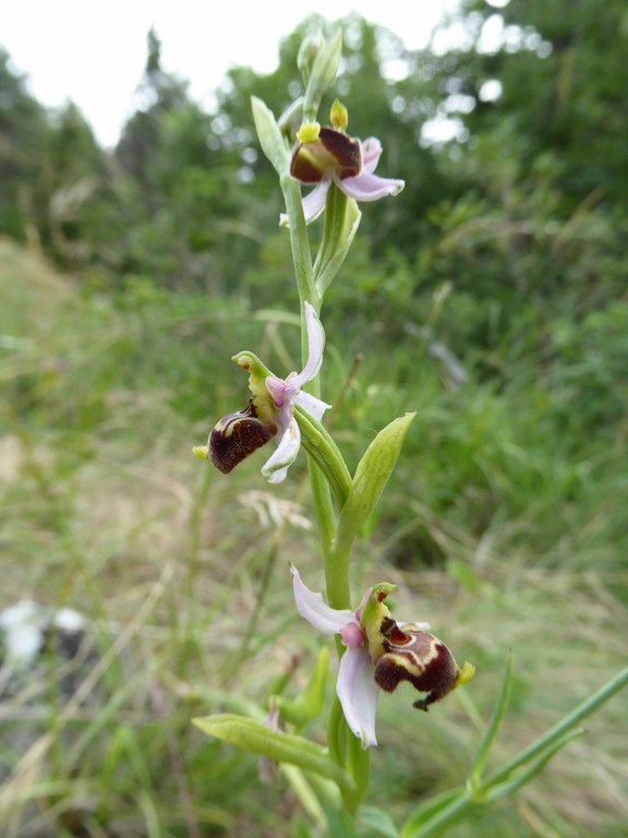 Ophrys tetraloniae San Leo 2015 (6).JPG
