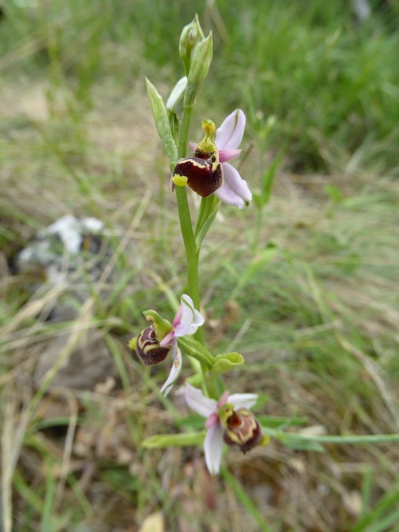 Ophrys tetraloniae San Leo 2015 (5).JPG