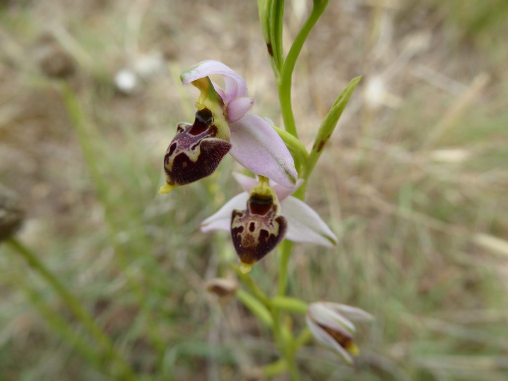 Ophrys tetraloniae San Leo 2015 (2).JPG