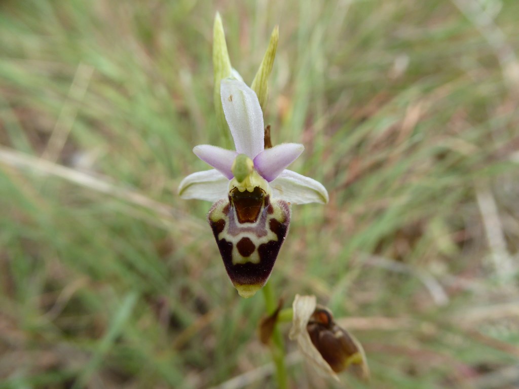 Ophrys tetraloniae San Leo 2015 (1).JPG