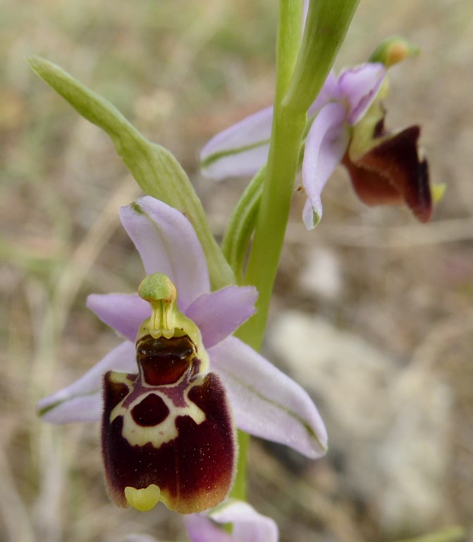 Ophrys tetraloniae San Leo 2015 (12).JPG