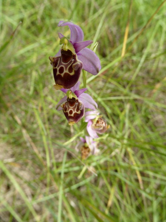 Ophrys fuciflora o holosericea San Leo 2015 (1).JPG