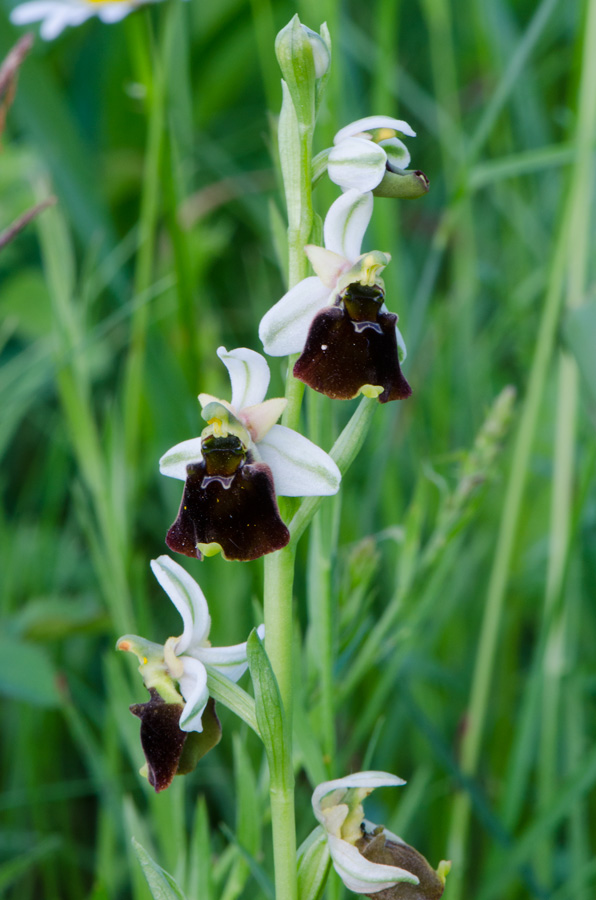 Kämpfelbach---NSG-Springenhalde-18-05-2015-014.jpg