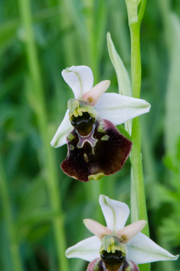 Kämpfelbach---NSG-Springenhalde-18-05-2015-060.jpg