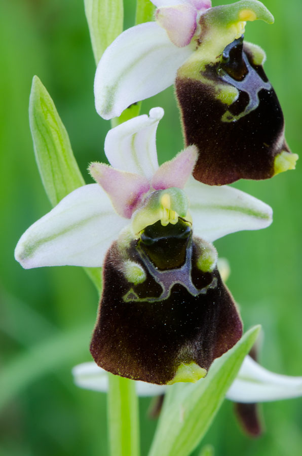 Kämpfelbach---NSG-Springenhalde-18-05-2015-111.jpg