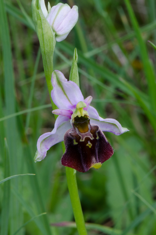 Bruchsal-Loc.-Obergrombach-20-05-2015-029.jpg