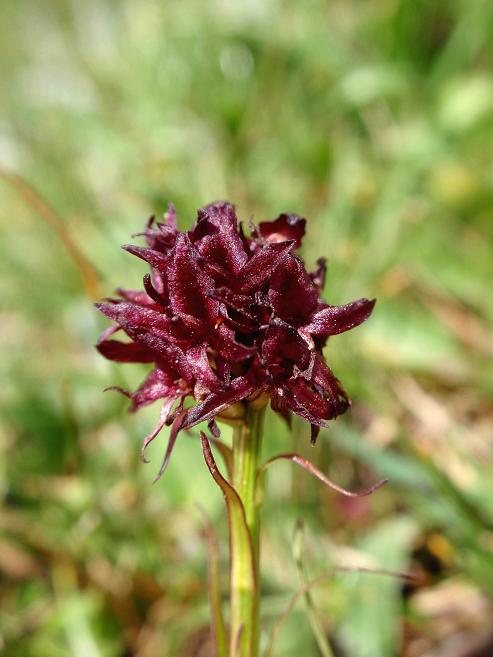 Nigritella austriaca d.jpg