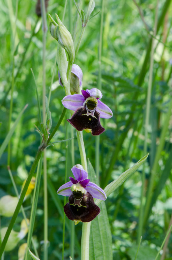 Offemburg-Parco-Taubergiessen-21-05-2015-087.jpg