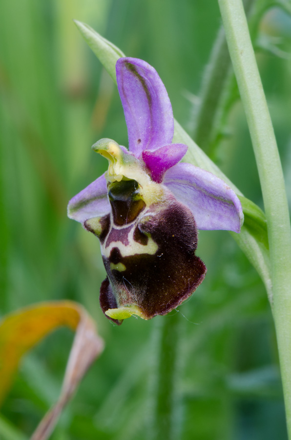 Offemburg-Parco-Taubergiessen-21-05-2015-085.jpg