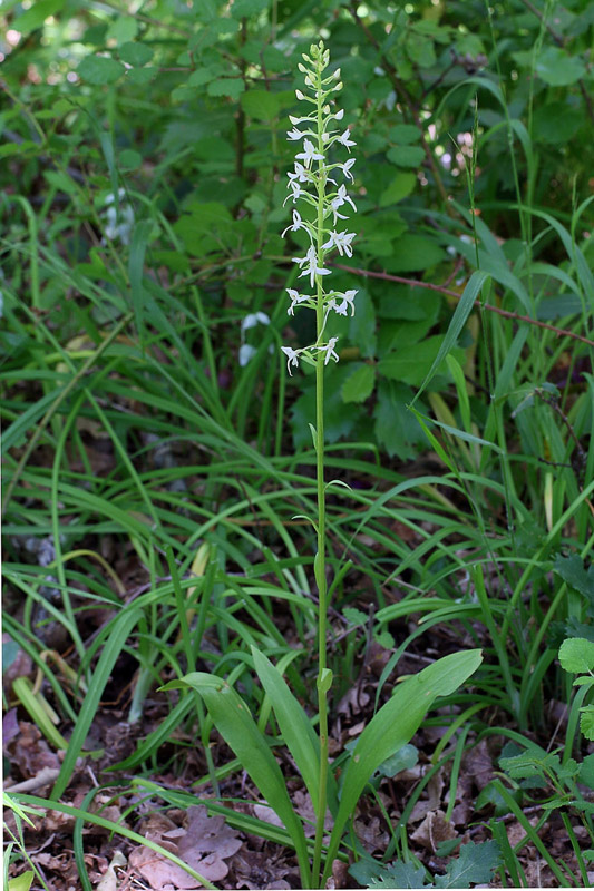 1n-platanthera-kuenkelei subsp. kuenkelei var. Sardoa-XMG_0922.jpg