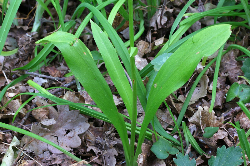3n-platanthera-kuenkelei subsp. kuenkelei var. Sardoa-XMG_0931.jpg