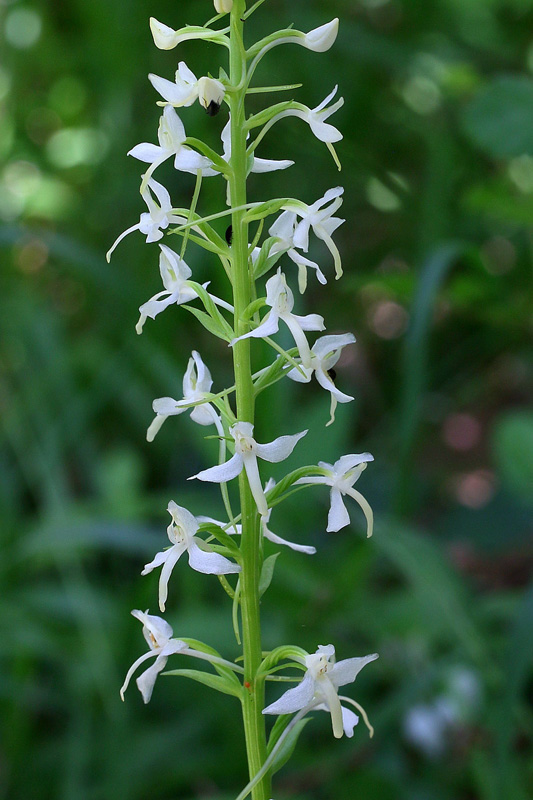 9n-platanthera-kuenkelei subsp. kuenkelei var. Sardoa-XMG_0943.jpg