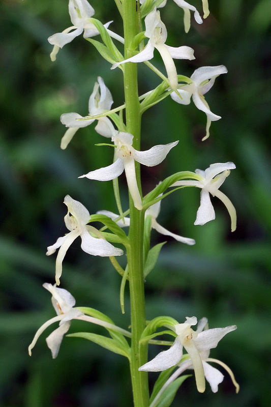 17n-platanthera-kuenkelei subsp. kuenkelei var. Sardoa-XMG_0969.jpg