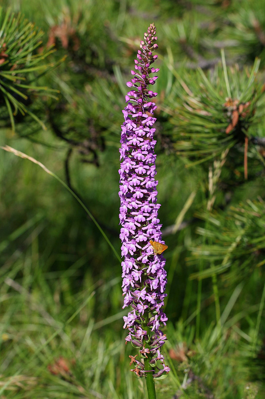 5n-gymnadenia-conopsea var. densiflora-XMG_5760.jpg
