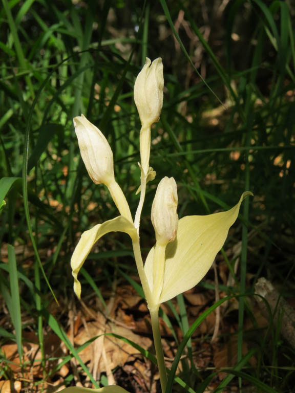 Cephalanthera damasonium  (4).JPG