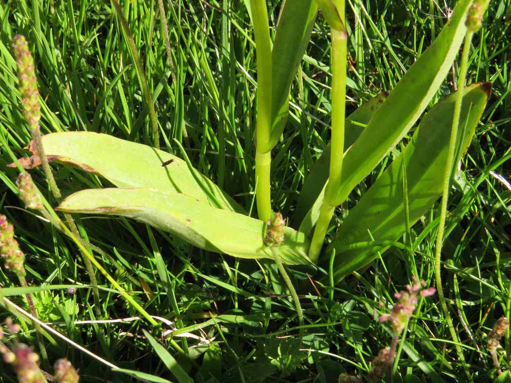 Dactylorhiza x influenza (3).JPG