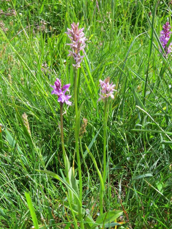 X Pseudorhiza bruniana (Brügger) P.F. Hunt (1).JPG