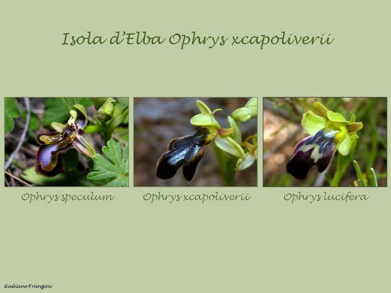 xcapoliverii%20(2).jpg