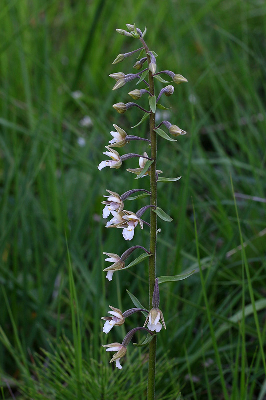 8n-epipactis-palustris-XMG_5783.jpg