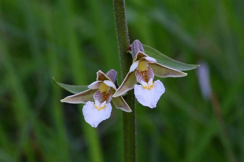 10n-epipactis-palustris-XMG_5803.jpg