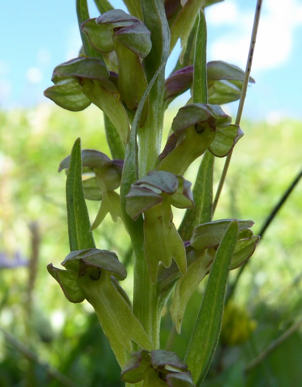 Testicolo di volpe (Coeloglossum viride) Passo Rolle 2015 (4).JPG