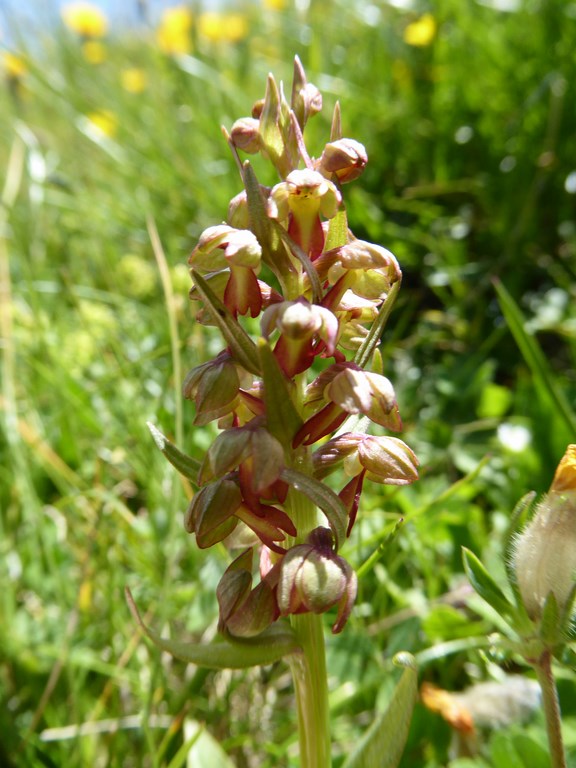 Testicolo di volpe (Coeloglossum viride) Passo Rolle 2015 (3).JPG