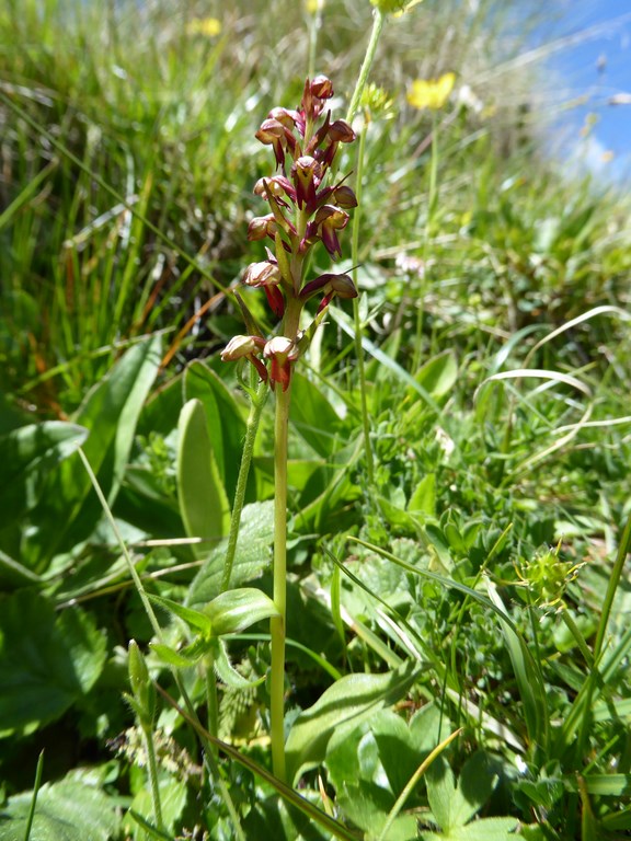 Testicolo di volpe (Coeloglossum viride) Passo Rolle 2015 (1).JPG