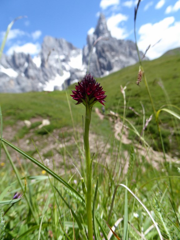 Passo Rolle 2015 (91).JPG