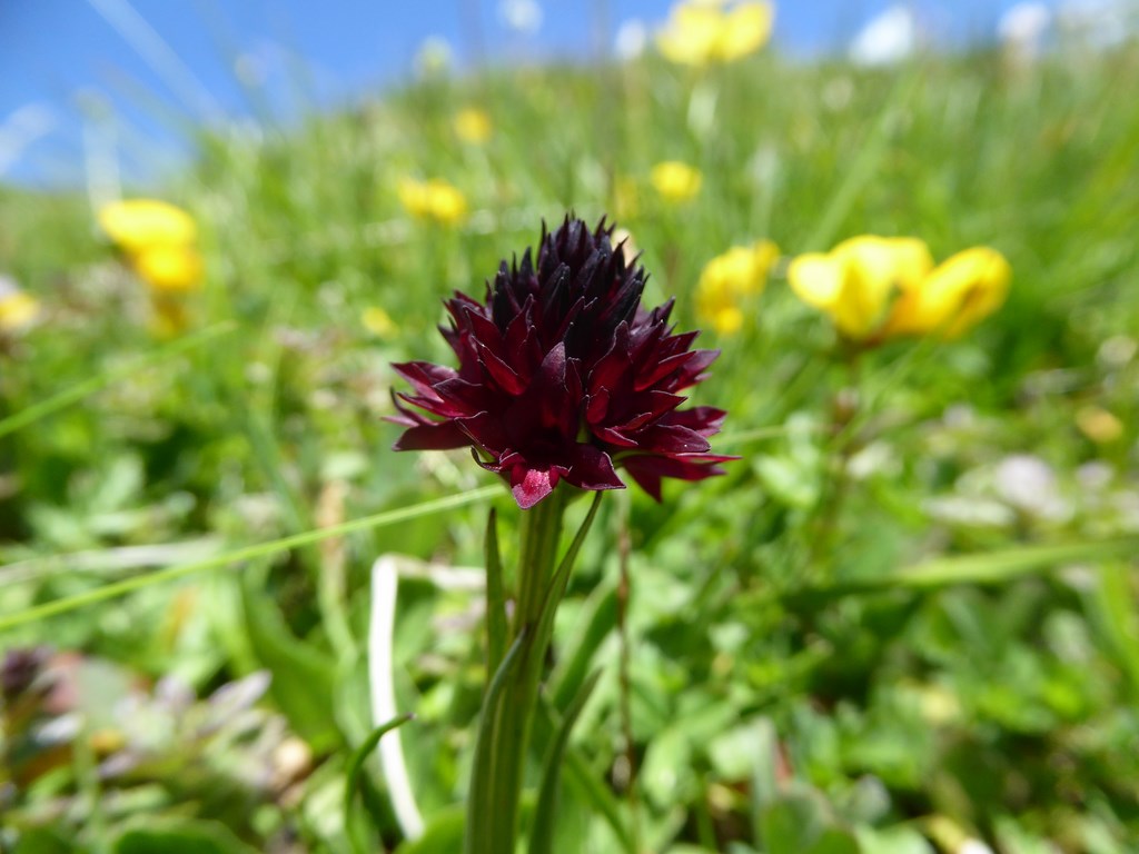 Passo Rolle 2015 (93).JPG