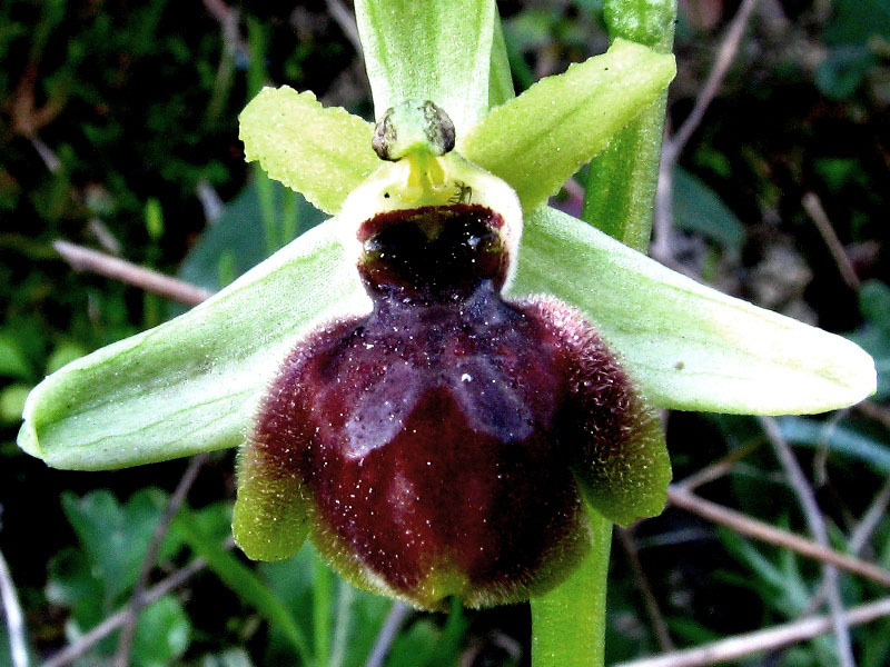 ophrys da determ-04.jpg