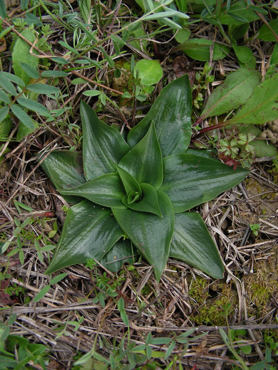 San Biagio della Cima 14 mar 2009.jpg