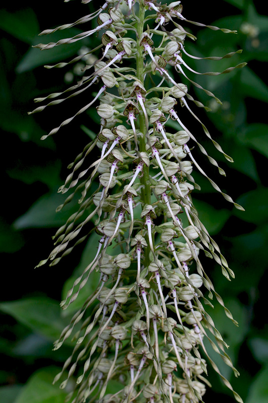 4n-himantoglossum-hircinum-XMG_5655.jpg