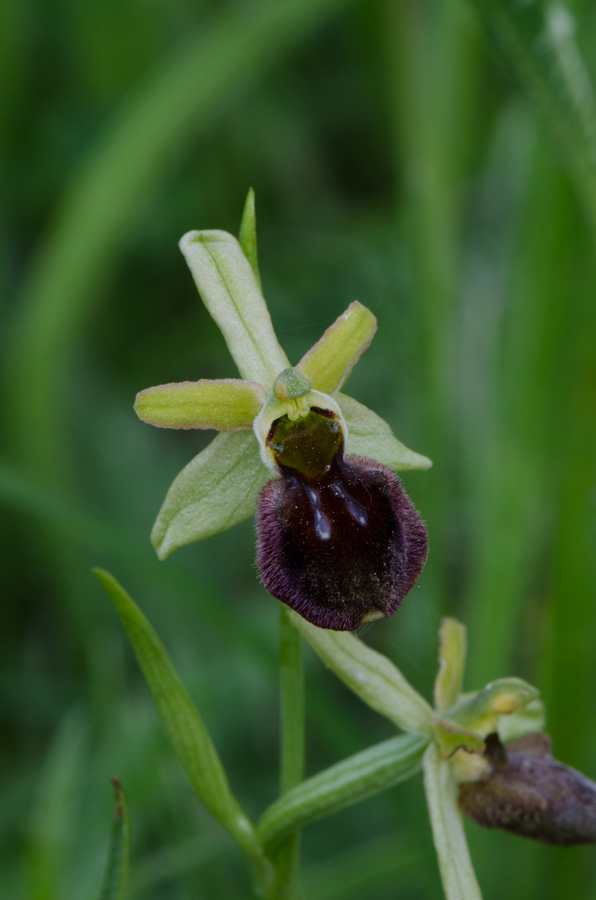 Kämpfelbach---NSG-Springenhalde-18-05-2015-269.jpg