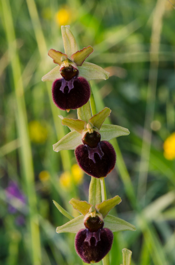 Kämpfelbach---NSG-Springenhalde-18-05-2015-296.jpg