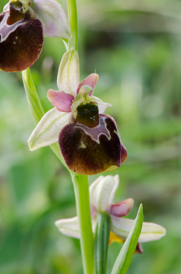 Kämpfelbach---NSG-Springenhalde-18-05-2015-170.jpg