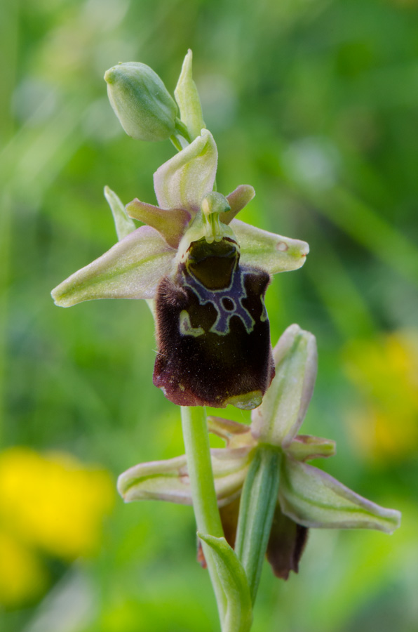 Kämpfelbach---NSG-Springenhalde-18-05-2015-207.jpg