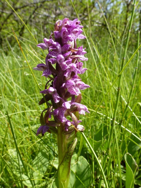 Dattiloriza incarnata (dactyloriza incarnata) Val Badia 2013 (3).JPG