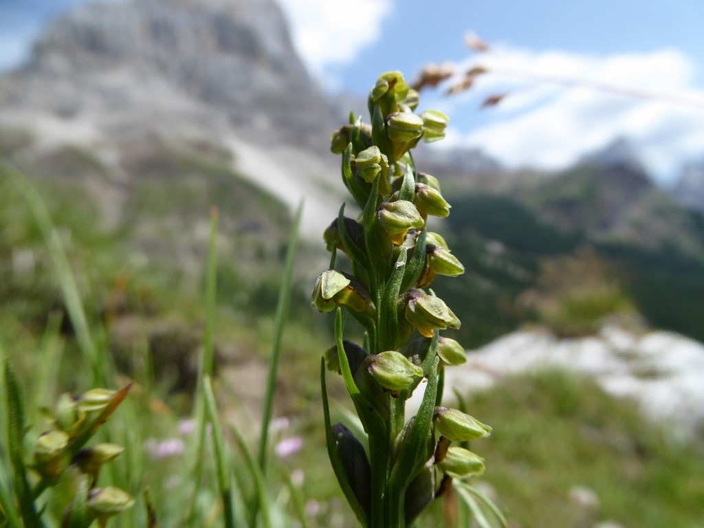 Gramignola alpina (chamorchis alpina (L.)) Passo Rolle 2015 (5).JPG