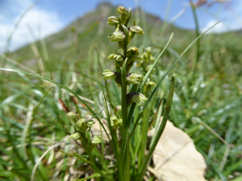Gramignola alpina (chamorchis alpina (L.)) Passo Rolle 2015 (3).JPG