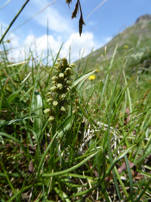 Gramignola alpina (chamorchis alpina (L.)) Passo Rolle 2015 (1).JPG