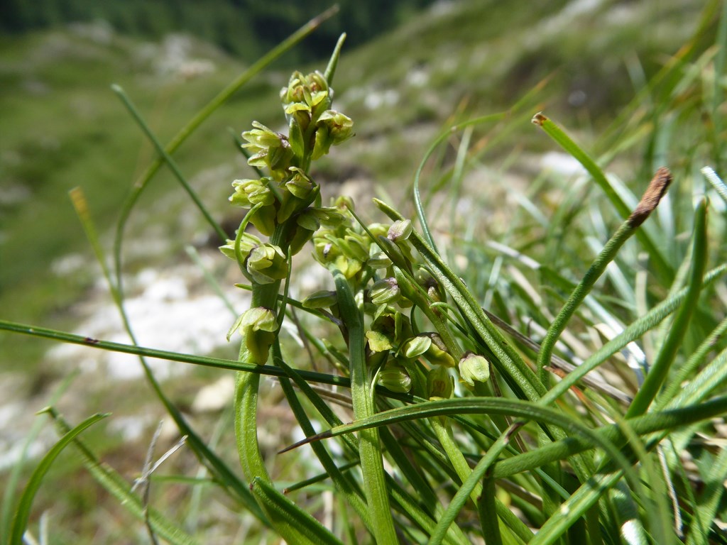 Gramignola alpina (chamorchis alpina (L.)) Passo Rolle 2015 (10).JPG